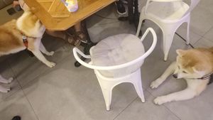 Nos dejaron entrar con dos perros en la sala de abajo at Temperato Felice Gelato Lorca in Lorca