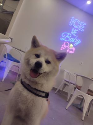 Dog friendly at Temperato Felice Gelato Lorca in Lorca