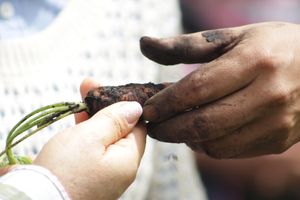 
organic and local ingredients at Naturalmente in Bogota