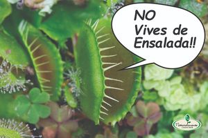 You don't win friends with salad!
:) :) at Naturalmente in Bogota