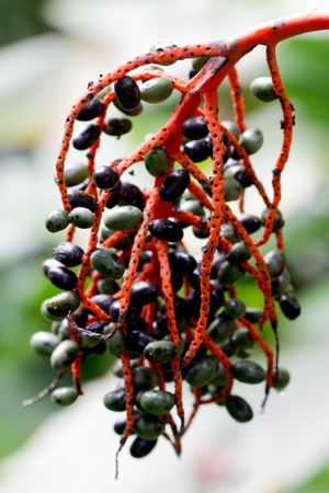 
Colombian fruits in our menus at Naturalmente in Bogota