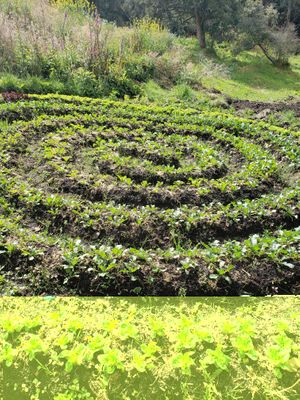 
own crops at Naturalmente in Bogota