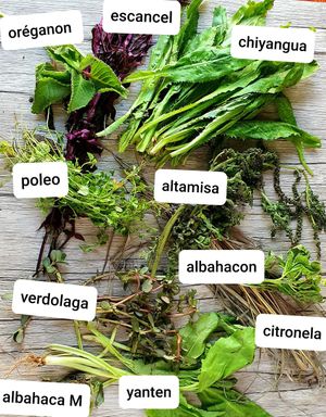 flavors and ancestral knowledge of plants at Naturalmente in Bogota