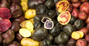 Colombian colored potatoes, one of our ingredients at Naturalmente in Bogota
