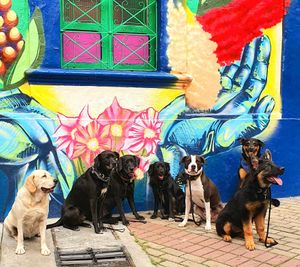 our most loving visitors at Naturalmente in Bogota