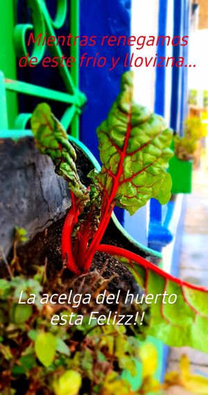 
while we are angry about the rain, our vegetables are happy at Naturalmente in Bogota