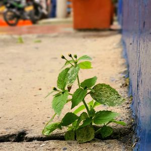 
guascas, one of the traditional Colombian wild plants fundamental to the ajiaco
 at Naturalmente in Bogota