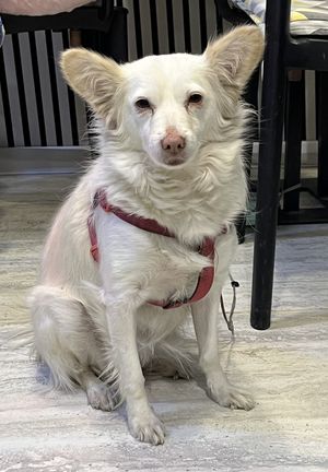 Canine company   at Sisu Kitchen %100 Vegan in Antalya