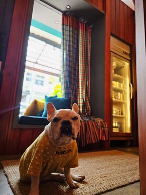 Pet friendly at .baa in Pattaya