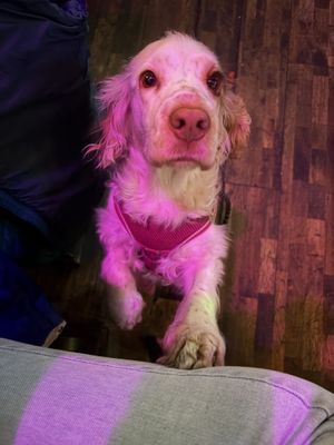   at Happy Fish at The Dog House in Edinburgh