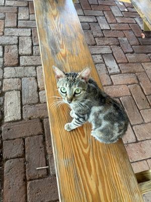   at Cafe Campestre in Ometepe