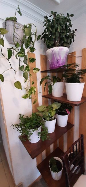  at Loving Hut in Zuunmod