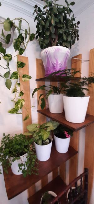  at Loving Hut in Zuunmod