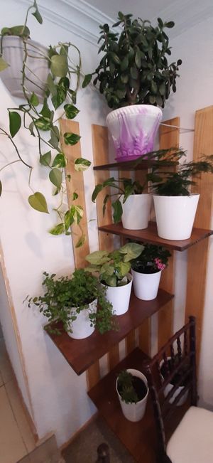  at Loving Hut in Zuunmod