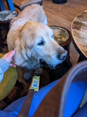 Dog friendly! at The Auld Hoose in Edinburgh