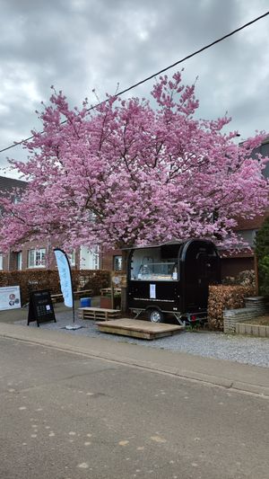  at Ice By Wolf in Herent