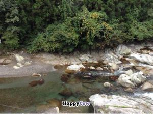 Location: on riverside in Nikko. Owner picks up/drops off guests at train/bus station.
Food & ambiance: friendly host Scout will prepare vegan/veggie pizza/pancakes. We also brought  Nikko-Asian Garden's vegan dal, curry, salads, nan, still warm. at Earth Hostel - Nikko Riverhouse in Nikko