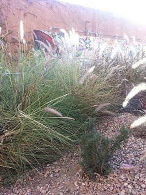 Lovely little yard at Seabirds Kitchen - The LAB in Costa Mesa