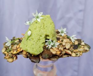 Cashew Cheeses available in Smoky, Basil, or Fig Rosemary Caramelized Onion Flavours (shown with our Seed Crisps)*Vegan/GF at The Edible Journey in Port Stanley