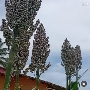 Local Grown Heirloom White Sorghum at Itza Pizza in Santa Cruz