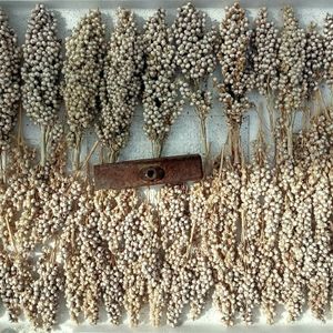 Freshly Harvested Sorghum Grain at Itza Pizza in Santa Cruz