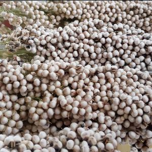 Drying Sorghum Grain up close at Itza Pizza in Santa Cruz