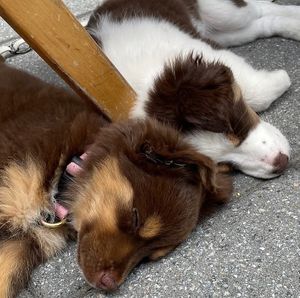  at Lewis Café in Victoriaville