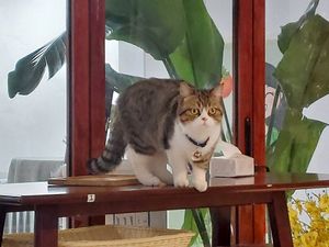 Vegetarian Cat Cafe at Loft @ Green Mama 素娘娘 in Kowloon