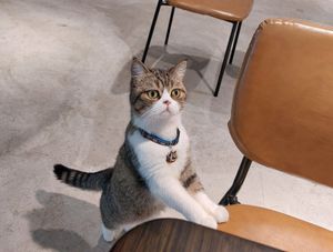 Vegetarian Cat Cafe at Loft @ Green Mama 素娘娘 in Kowloon