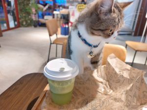 Vegetarian Cat Cafe at Loft @ Green Mama 素娘娘 in Kowloon