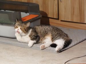 Vegetarian Cat Cafe at Loft @ Green Mama 素娘娘 in Kowloon