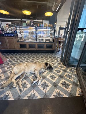 Cafe Nero + Local Dog! 🐶   at Caffé Nero in Bodrum