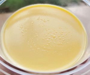 Mango pudding at Teng Bespoke Vegetarian Restaurant - 藤 in Central Singapore