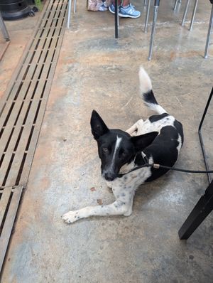 Our dog! It's pet-friendly if your furries are on leash at Spinners Web Kenya in Nairobi