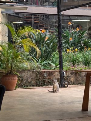 Super friendly cat who belongs to the place at Spinners Web Kenya in Nairobi