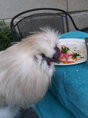 Buzz at outside table enjoying his very own Buddha at The Red Fern in Rochester