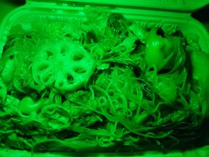 Buddha delight chef's choice😋 at Laughing Buddha Vegetarian Bistro in Oakland