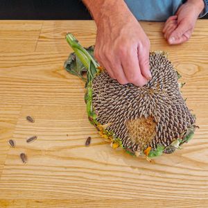 Sunflower from garden at Omoo in Santorini