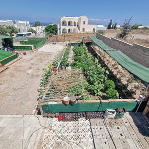 Vegetable garden at Omoo in Santorini