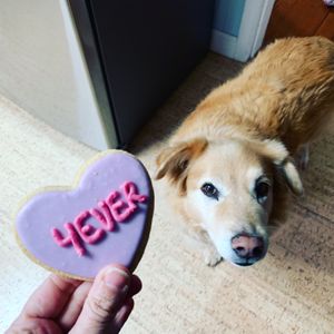 Luna and I love the Valentine’s cookies  #Veganuary at Rainbow Bakery in Bloomington