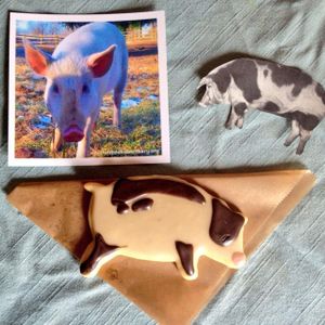 They did a fundraiser for Uplands PEAK Farmed Animal Sanctuary in Salem, Indiana!  at Rainbow Bakery in Bloomington