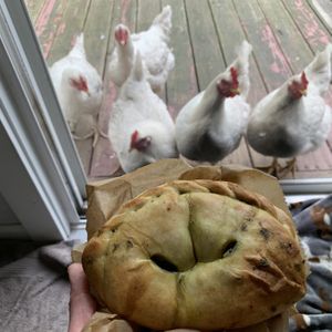 Our rescue hens love handpies too!! at Rainbow Bakery in Bloomington