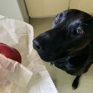 Roscoe is a fan of the donuts! at Rainbow Bakery in Bloomington