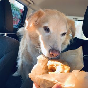 Espresso caramel donut! at Rainbow Bakery in Bloomington