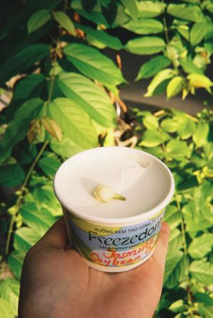 Jasmine Soybean - Vegan gelato with homemade soybean curd at Freezedom Hoi An in Hoi An