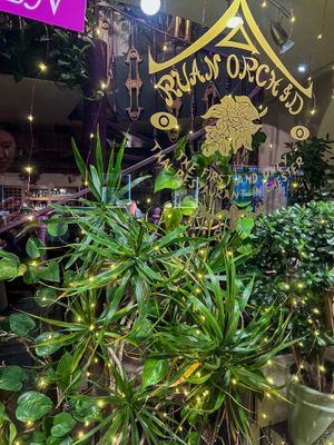  at Ruan Orchid in Chester