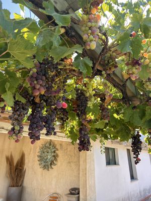   at Cantina Murales | Enoturismo in Gallura in Olbia