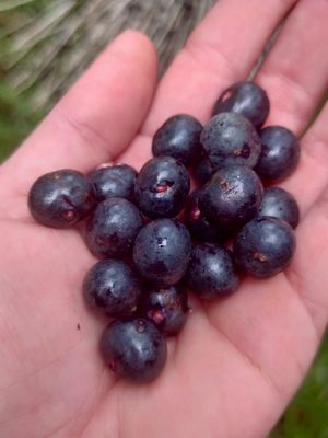 nuestro açaí at Catame Açaiteria  in Menorca