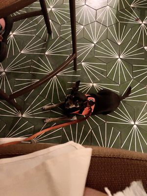 Dog friendly 😘  at The Lost Square in Savannah