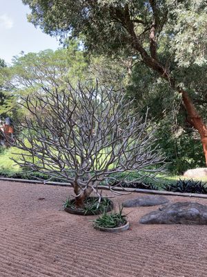   at Goyo - கோயோ in Auroville